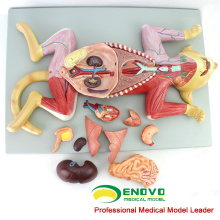 A29 (12010) modèle anatomique animal de formation médicale en plastique du chat 12010